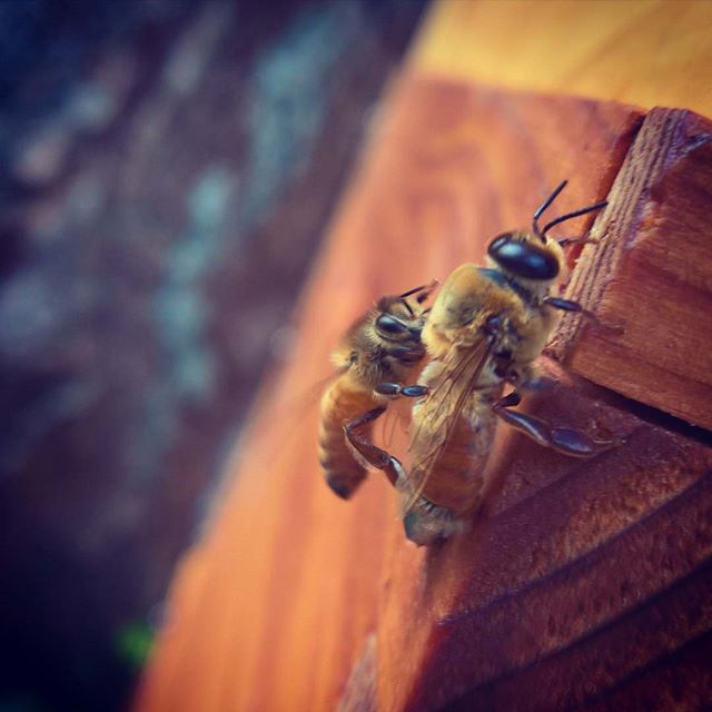 This is a #drone, a male bee that is literally being walked out by the worker #bees, which are female.  The #workers chew the wings of the drones and pushed them out of the #hive.  They will never return. New male bees are being raised in the spring.  Good luck old buddy!  I'm #rooting for you.  #winteriscoming
